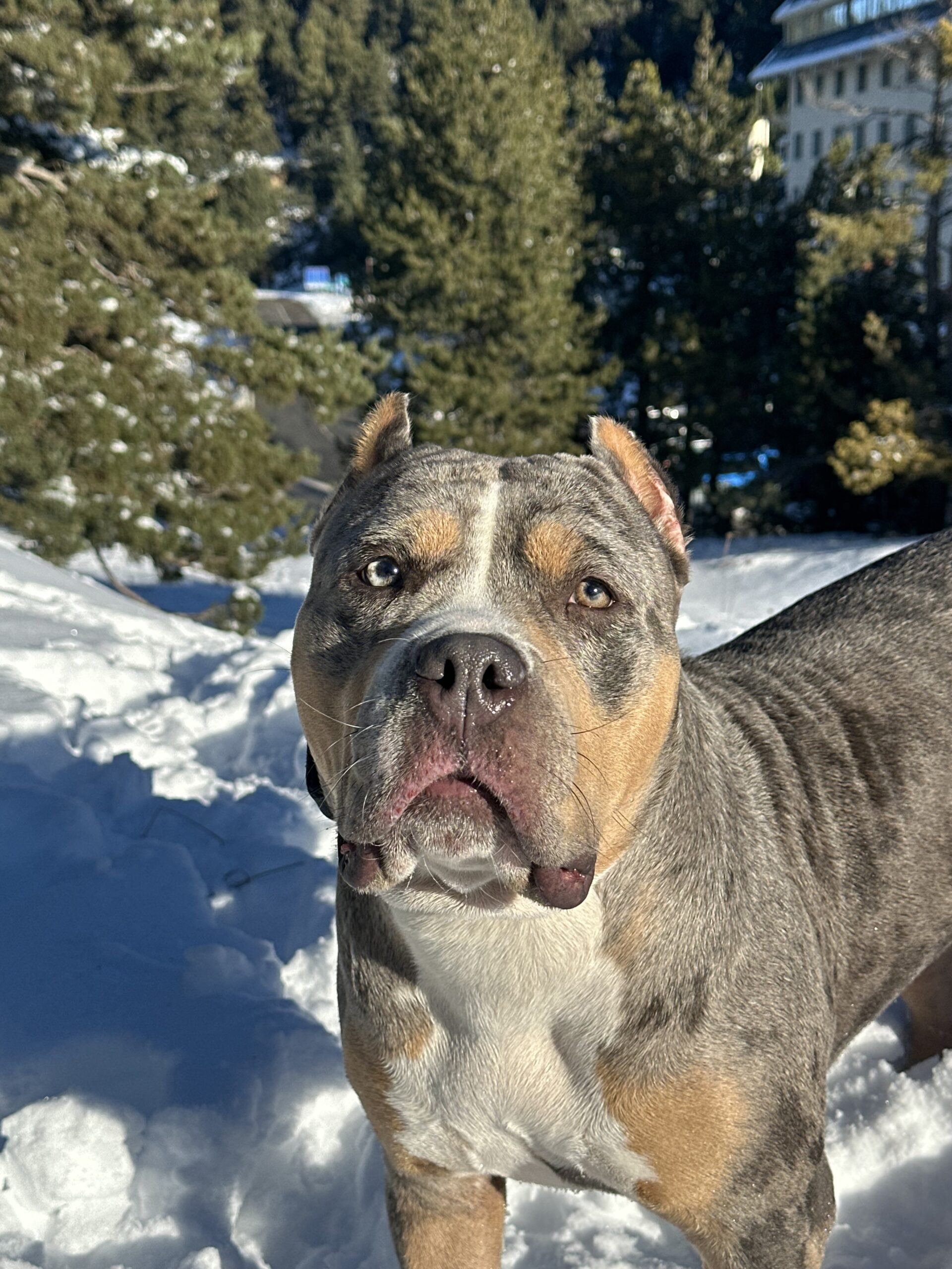 Dog Featured Image