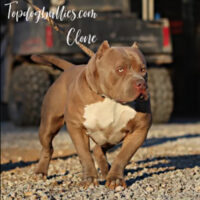 Top Dog Bullies Clone