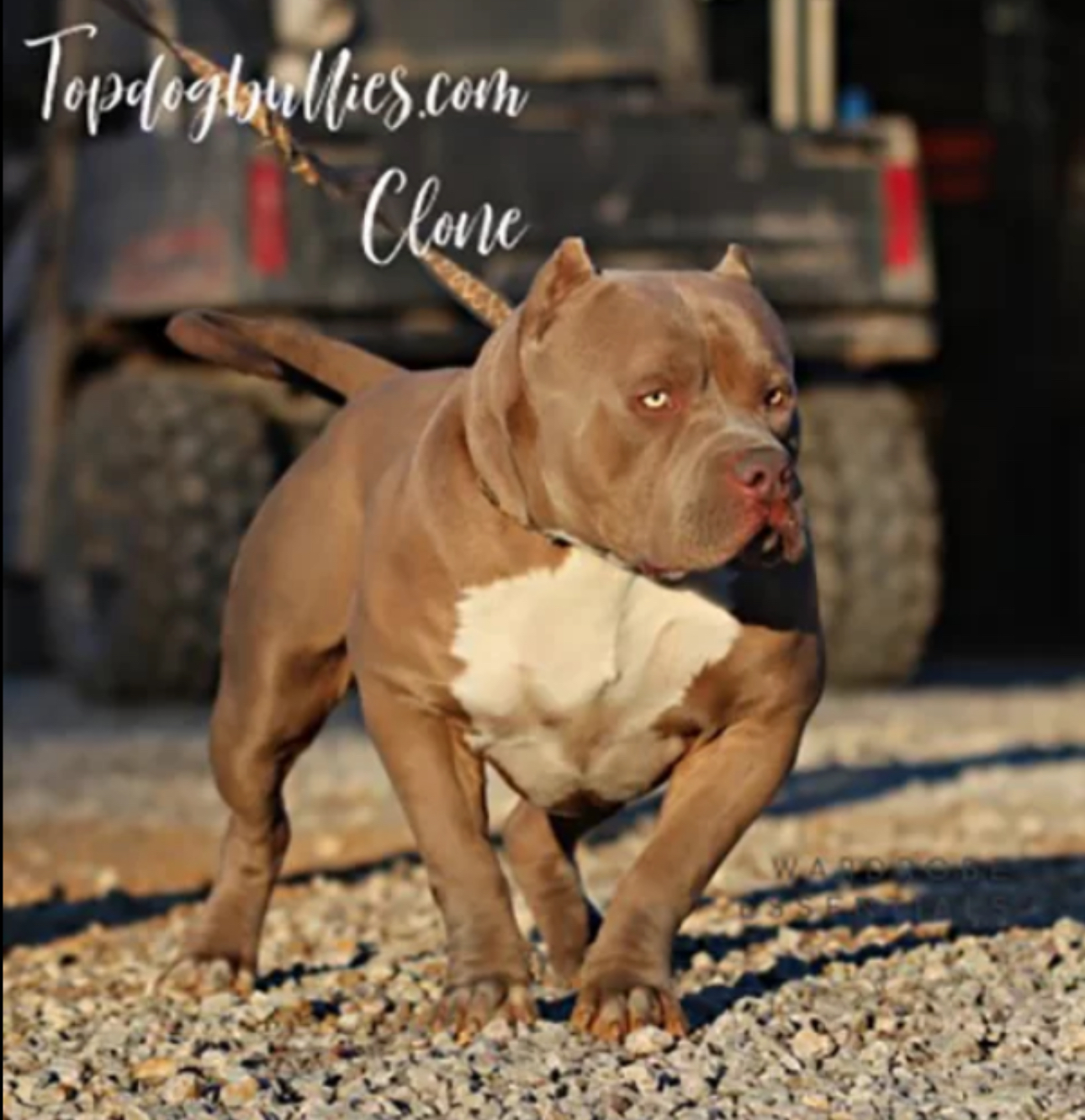 Dog Featured Image