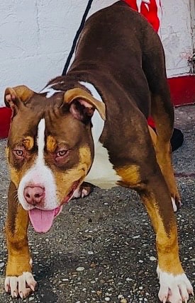 Dog Featured Image