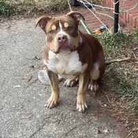 Dog Featured Image