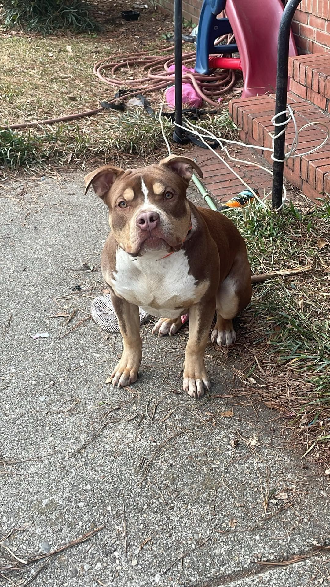 Dog Featured Image