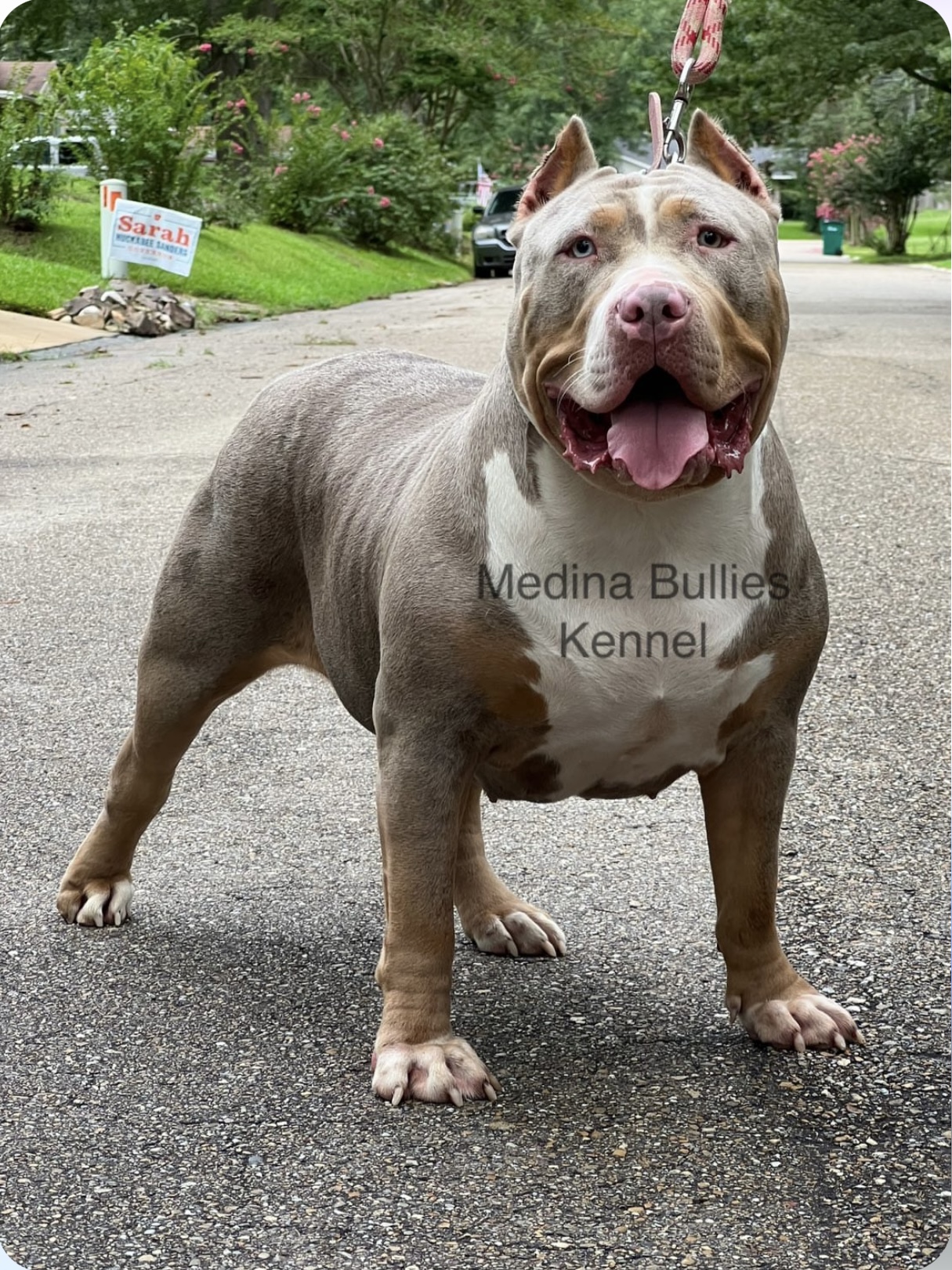 Dog Featured Image