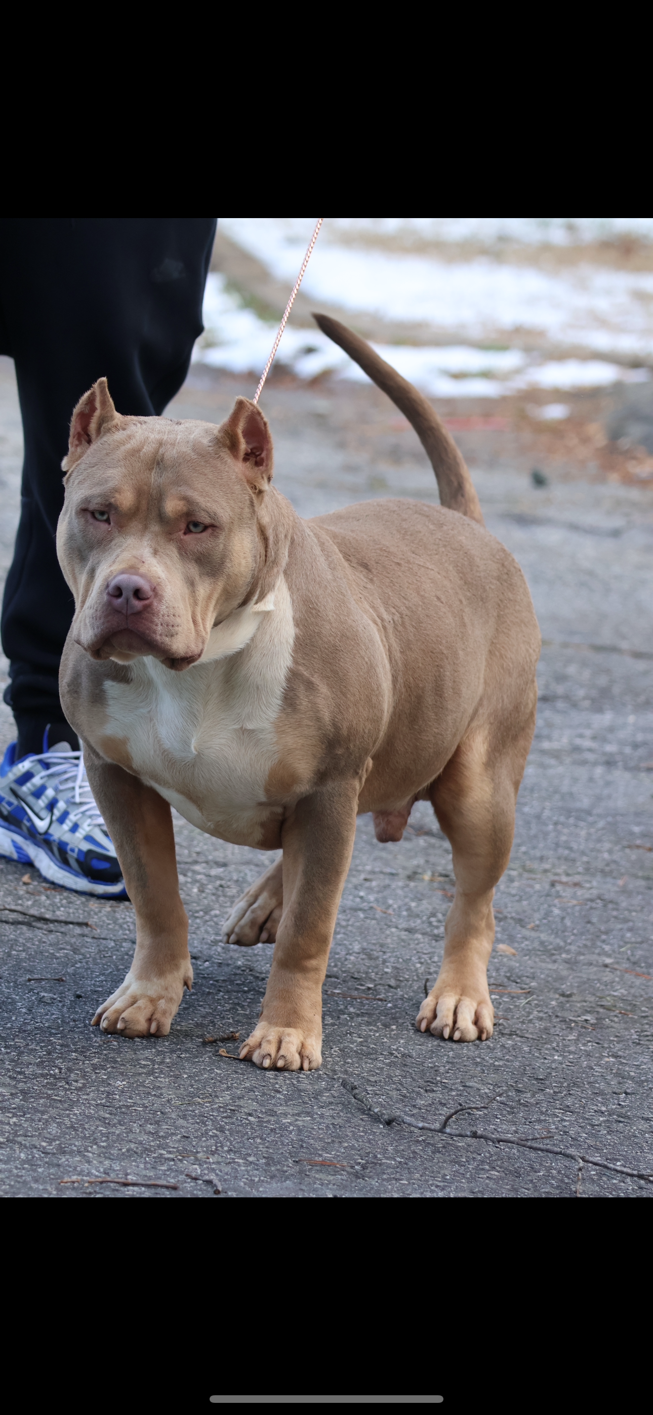 Dog Featured Image