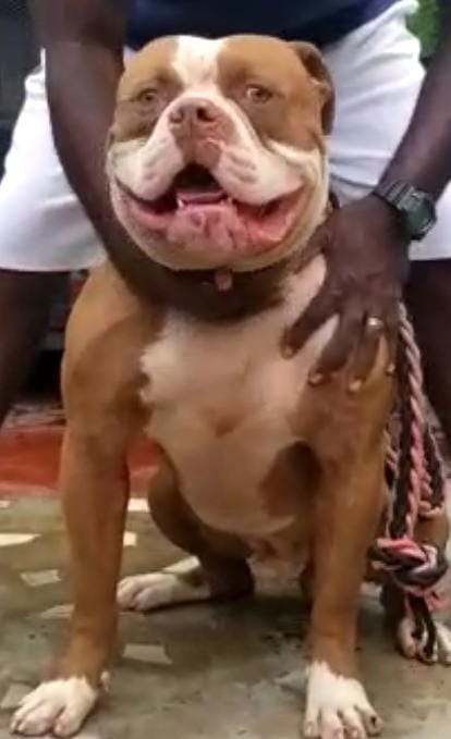 Dog Featured Image