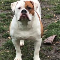 Dog Featured Image