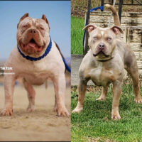 APK’S Venom x Allprokennelseast Hearts