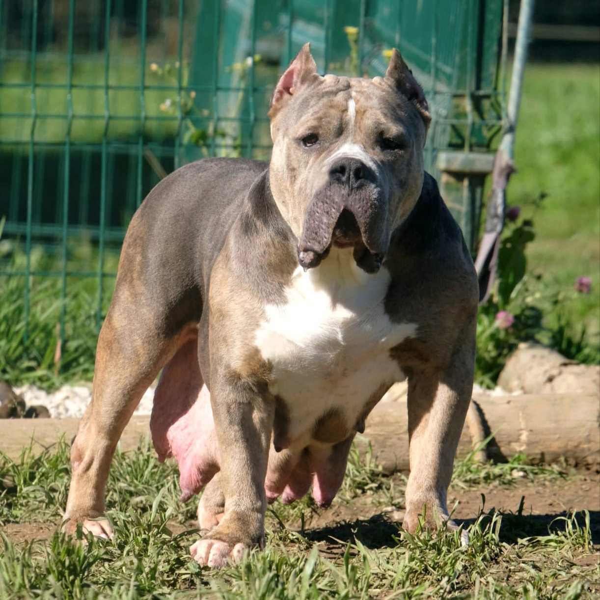 Dog Featured Image