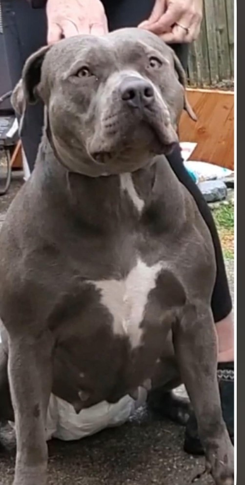 Dog Featured Image