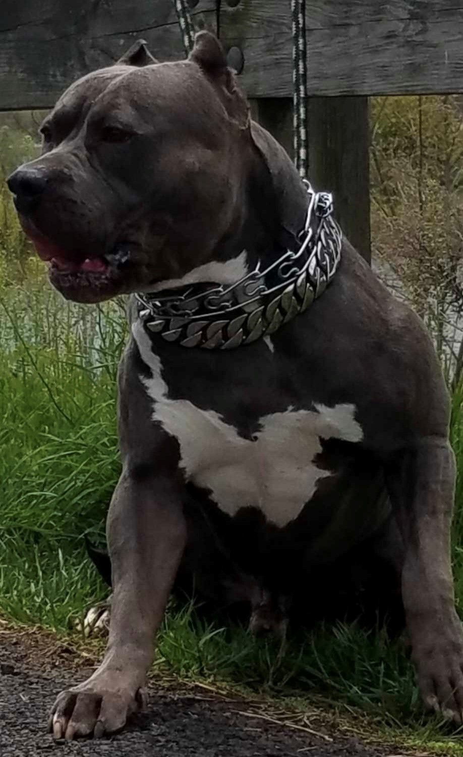 Dog Featured Image