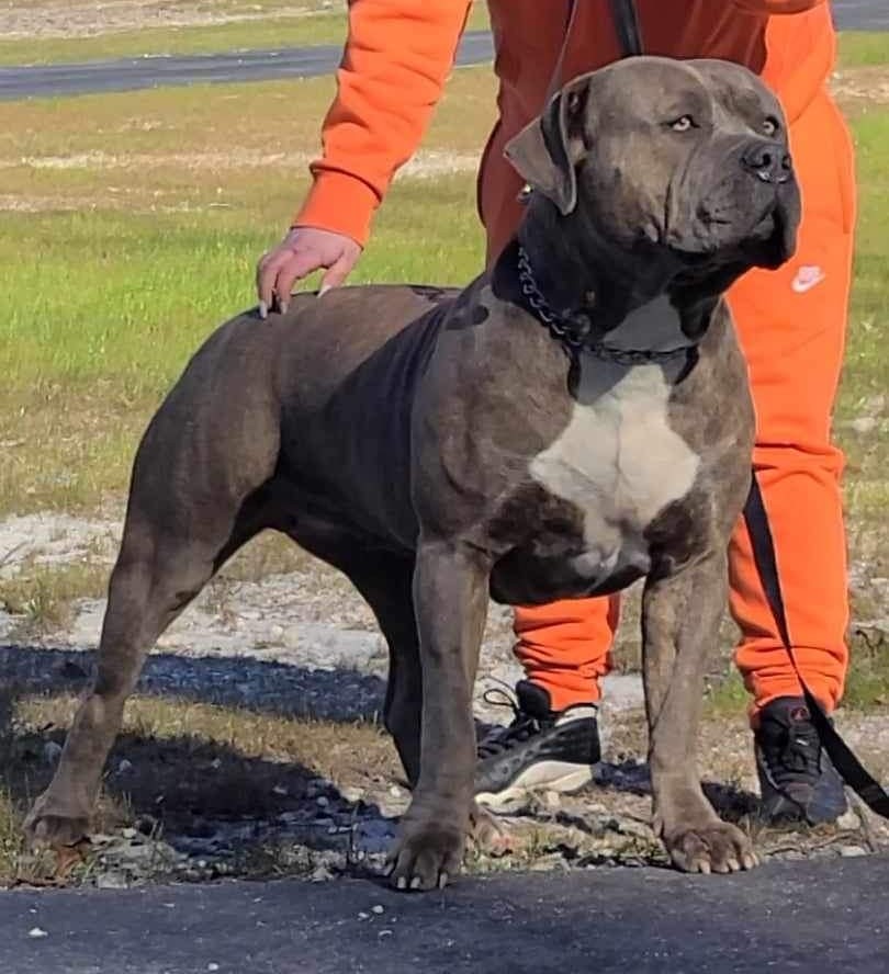 Dog Featured Image