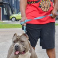 Dog Featured Image