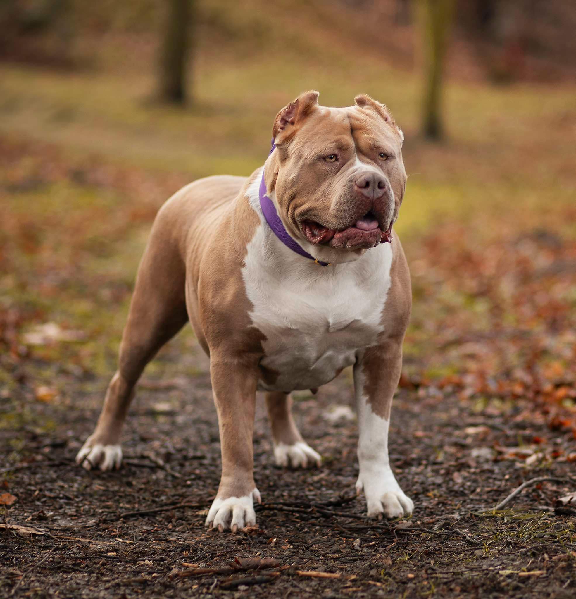Dog Featured Image