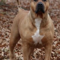 Dog Featured Image