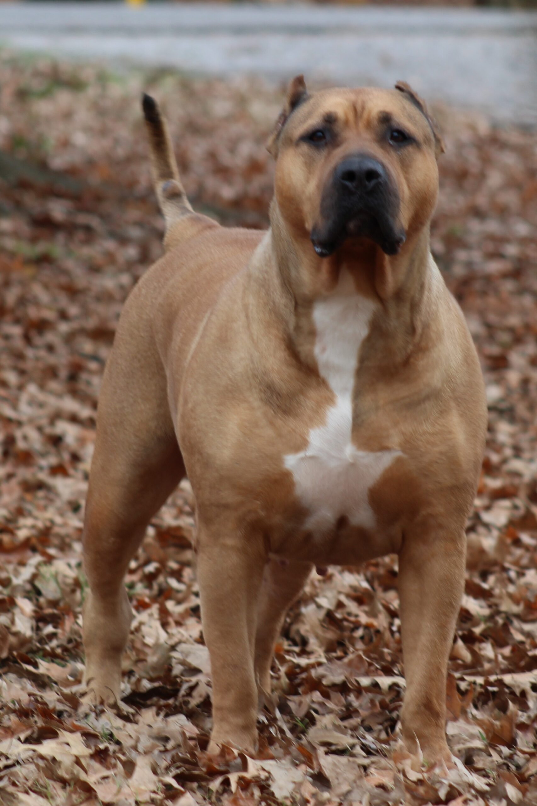 Dog Featured Image