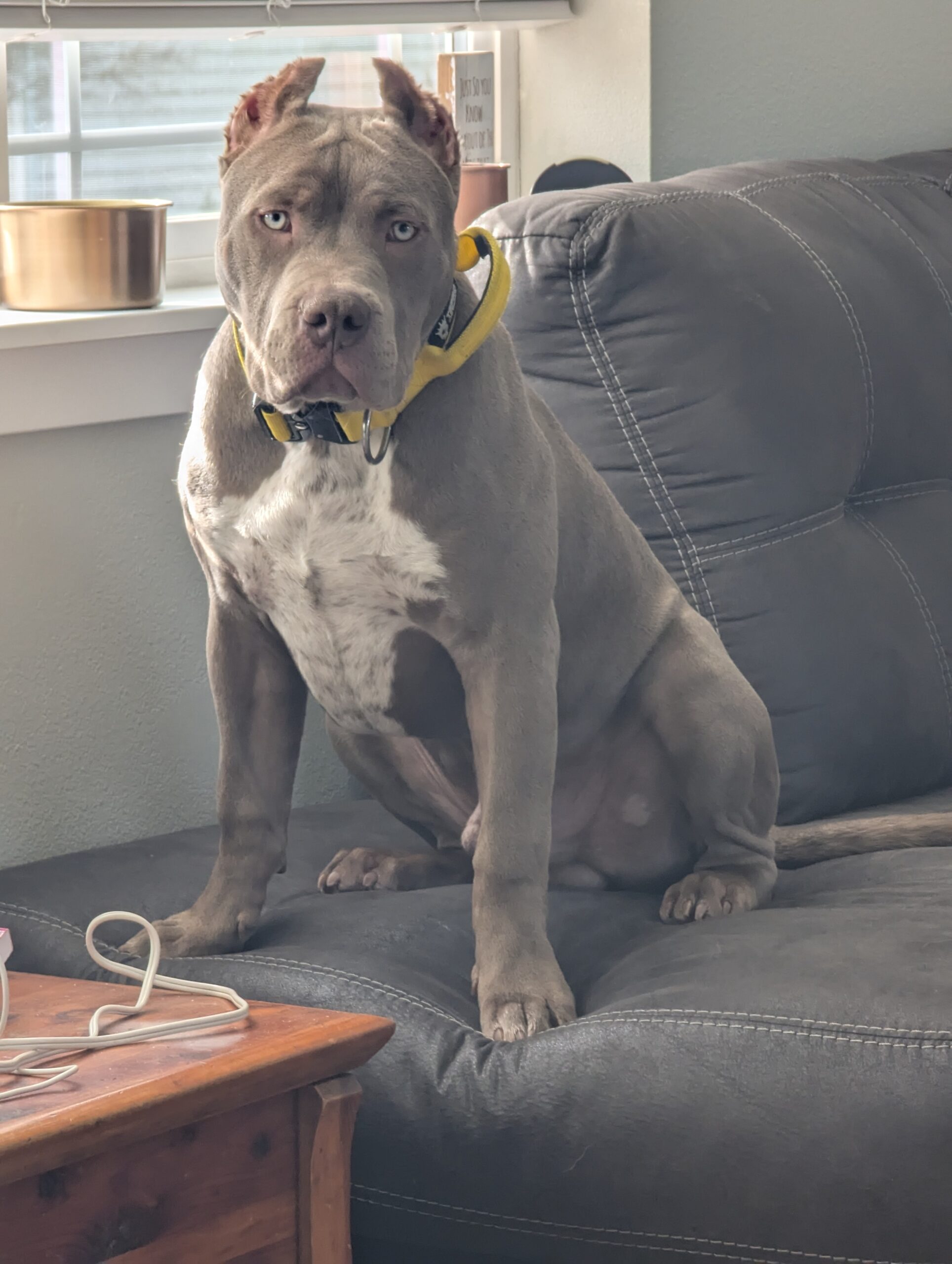 Dog Featured Image