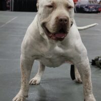 Bam Bullyz Kilo of Double Up Bully