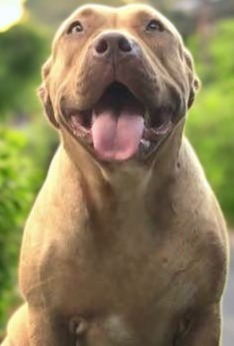 Dog Featured Image