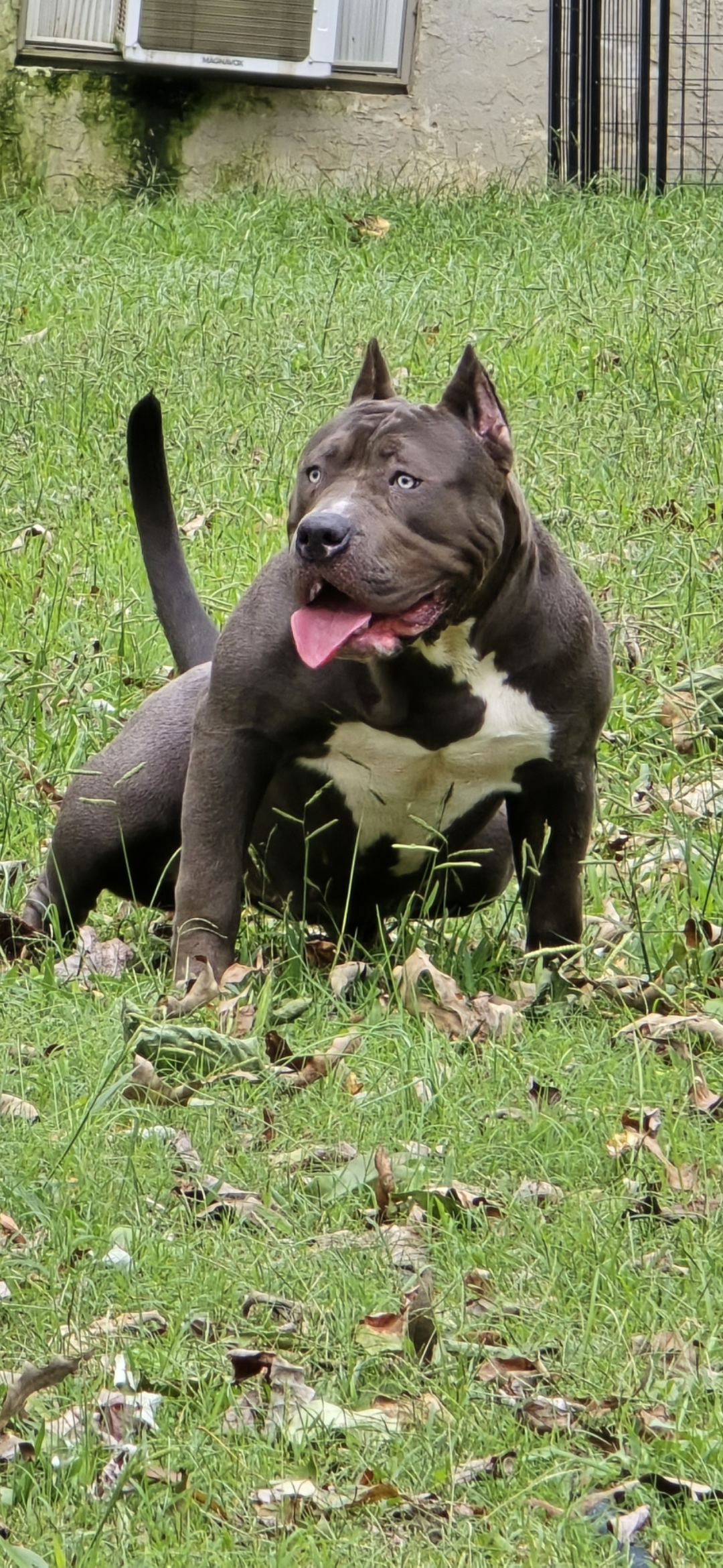 Dog Featured Image