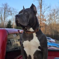 Dog Featured Image