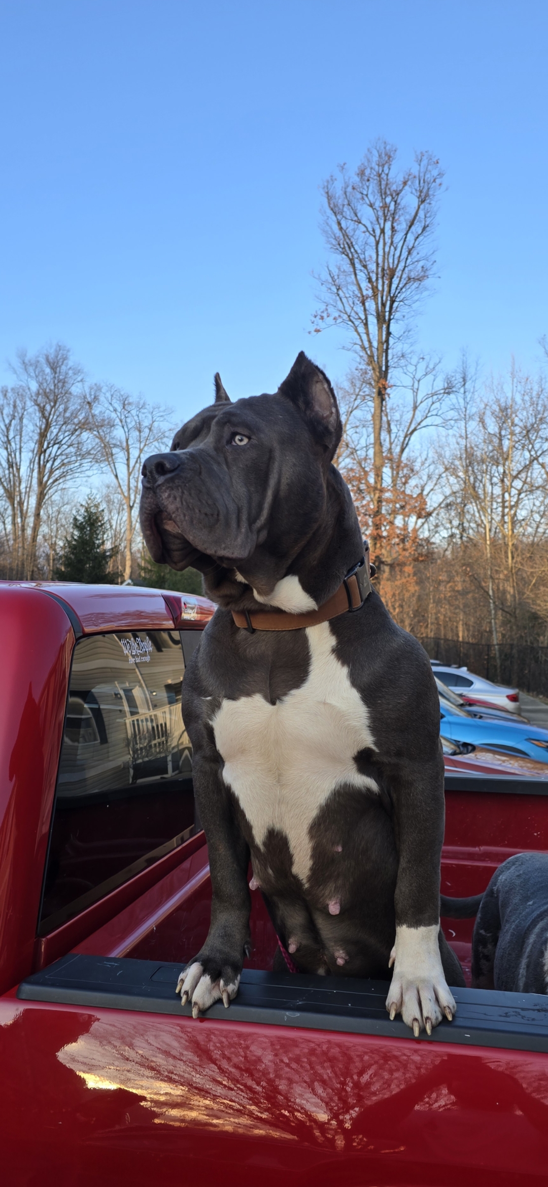 Dog Featured Image