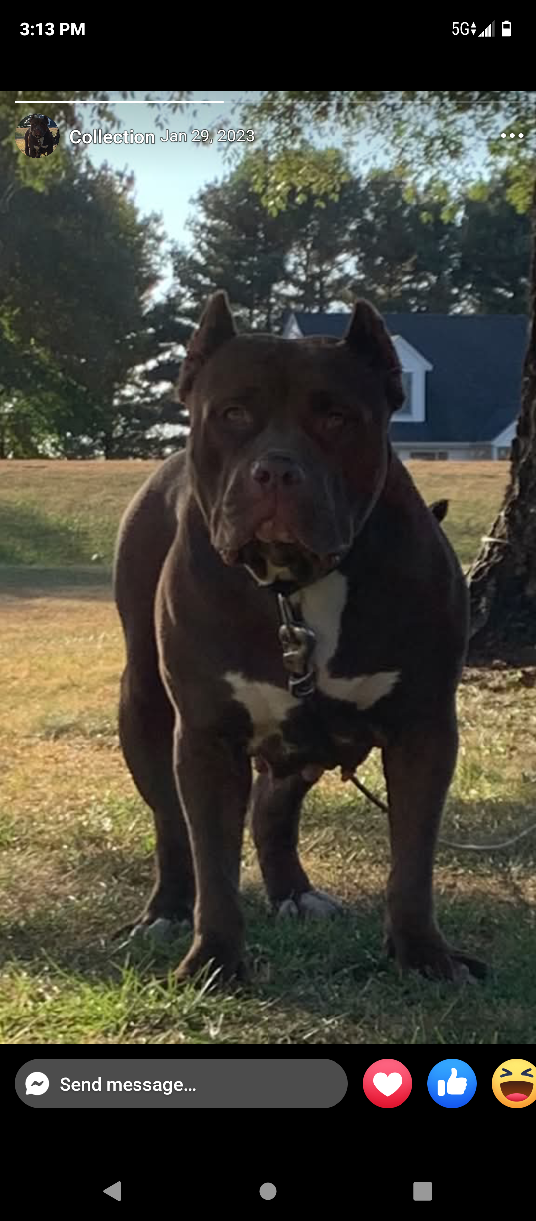 Dog Featured Image