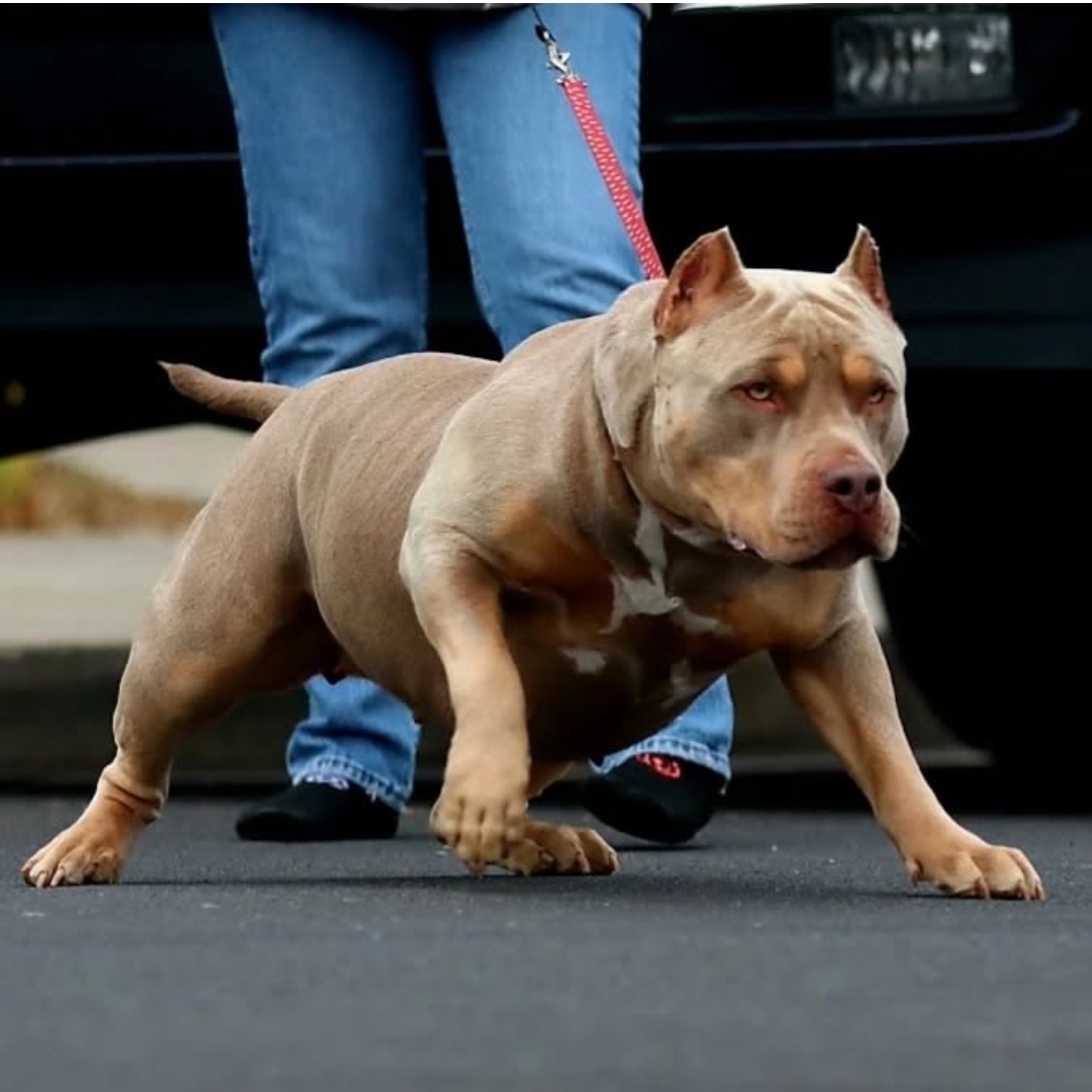 Dog Featured Image