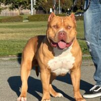 Dog Featured Image