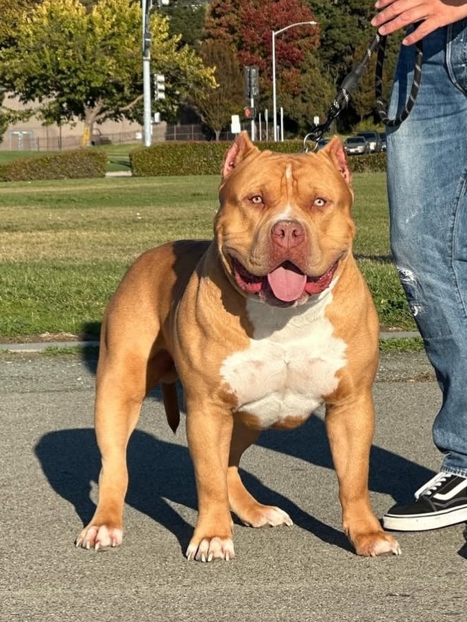 Dog Featured Image