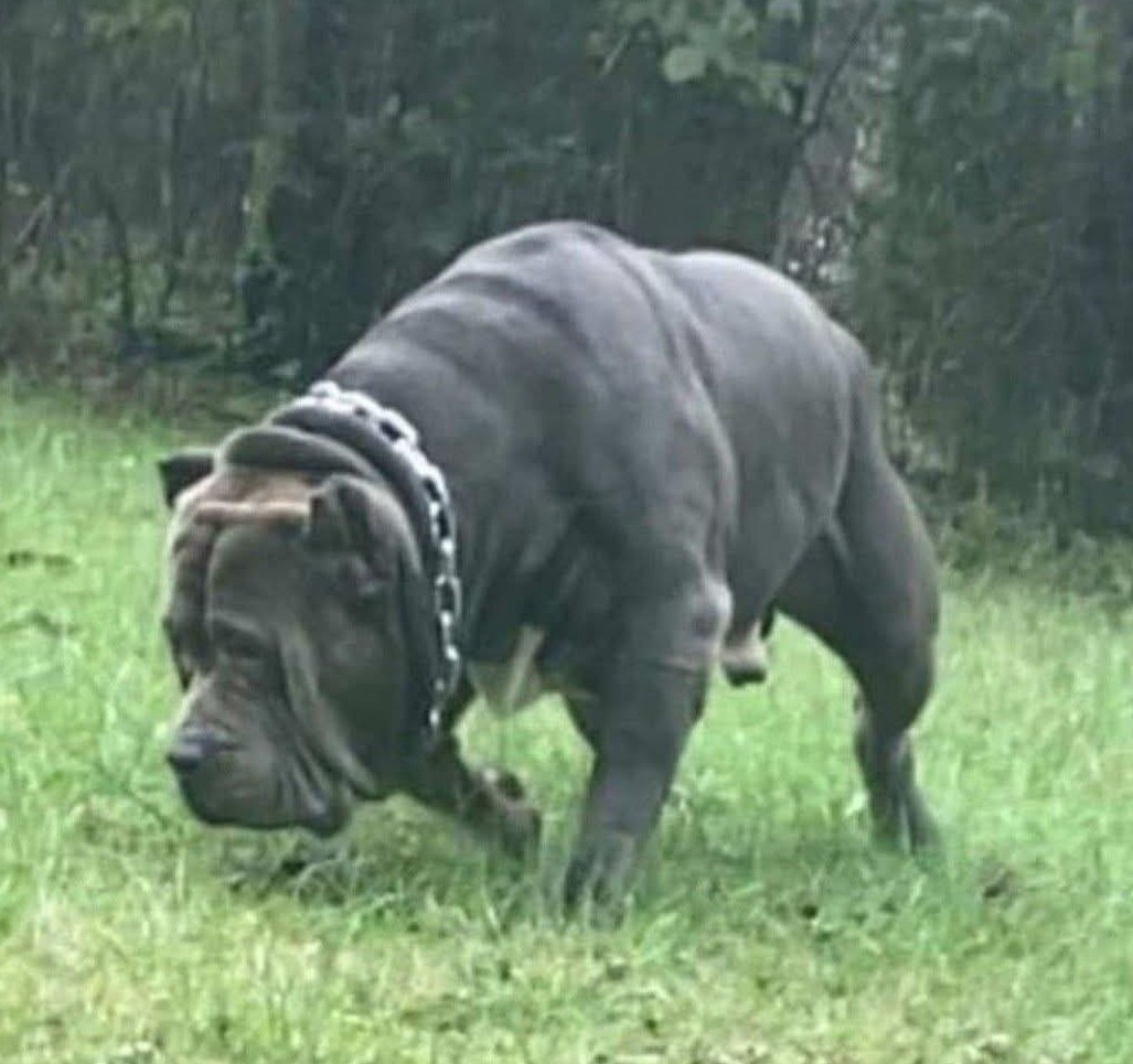 Dog Featured Image