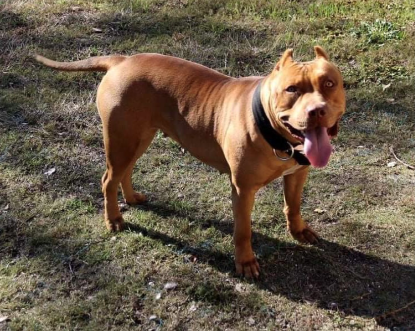 Dog Featured Image