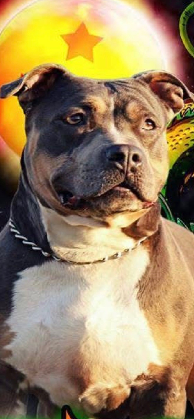 Dog Featured Image