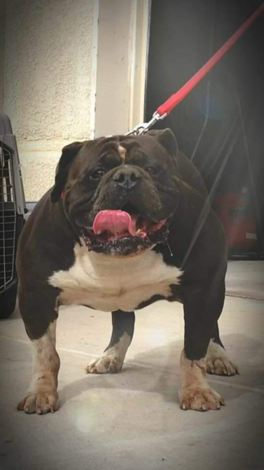Dog Featured Image