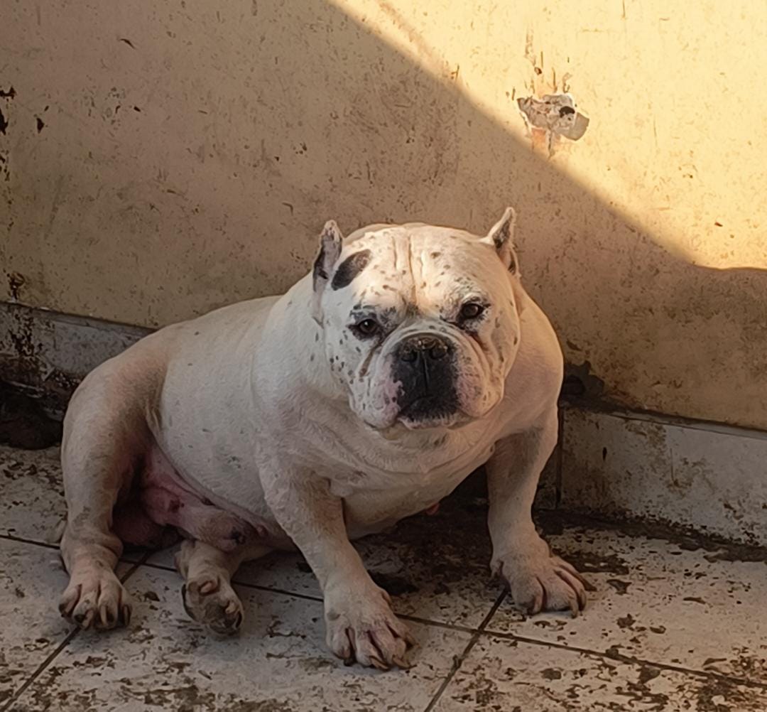 Dog Featured Image
