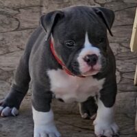 ZAICO BULLS THOR