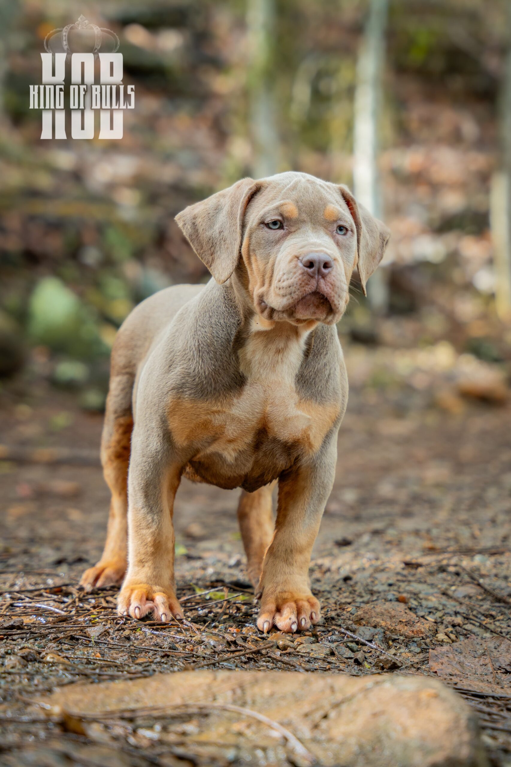 Dog Featured Image
