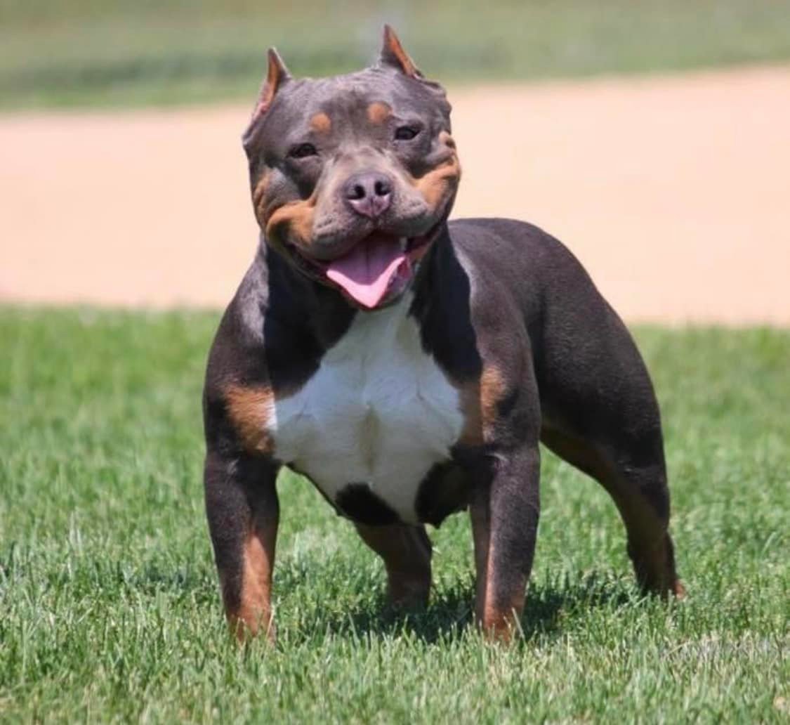 Dog Featured Image