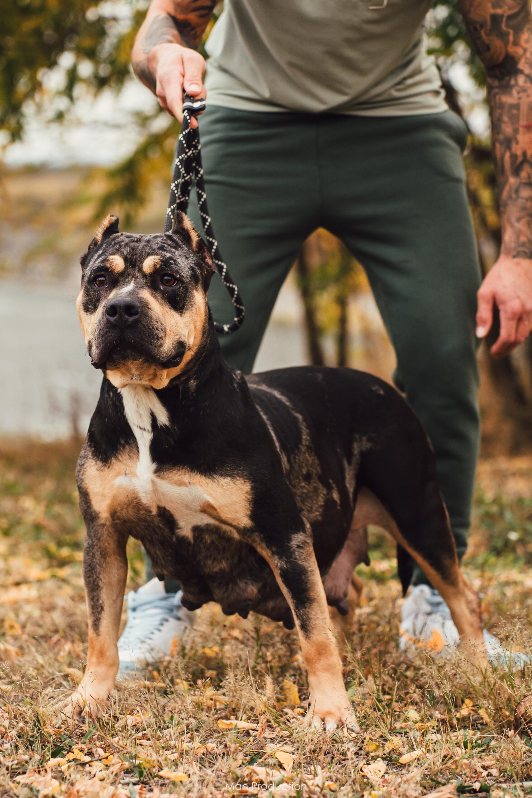 Dog Featured Image
