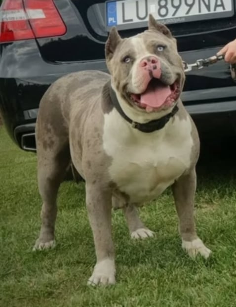 Dog Featured Image