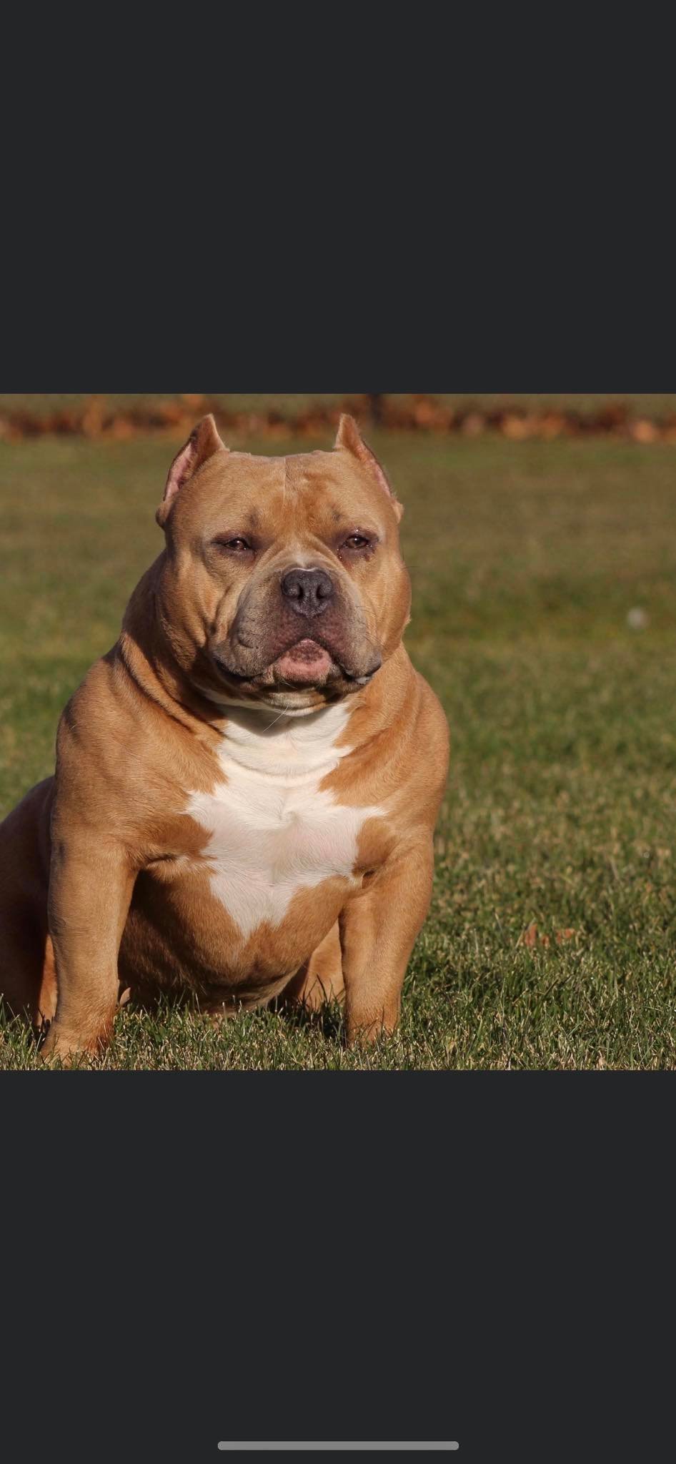 Dog Featured Image