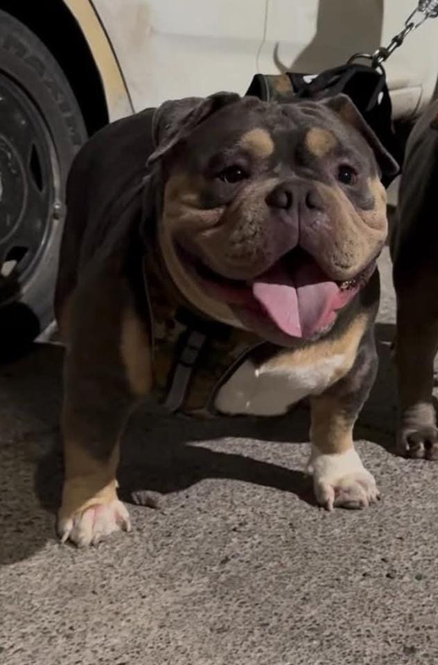 Dog Featured Image