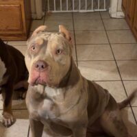 The Bully Crew’s “Glamorous”
