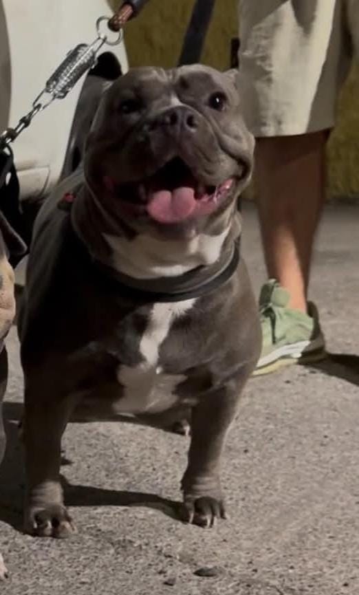 Dog Featured Image