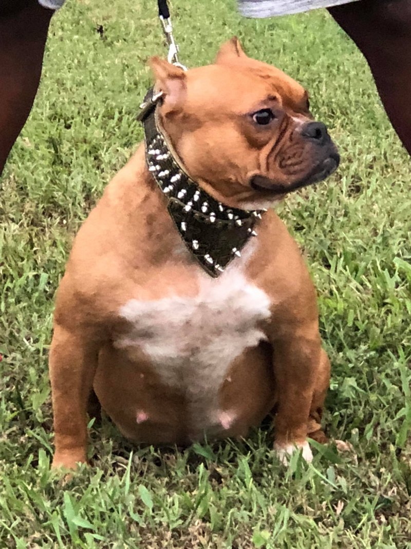 Dog Featured Image