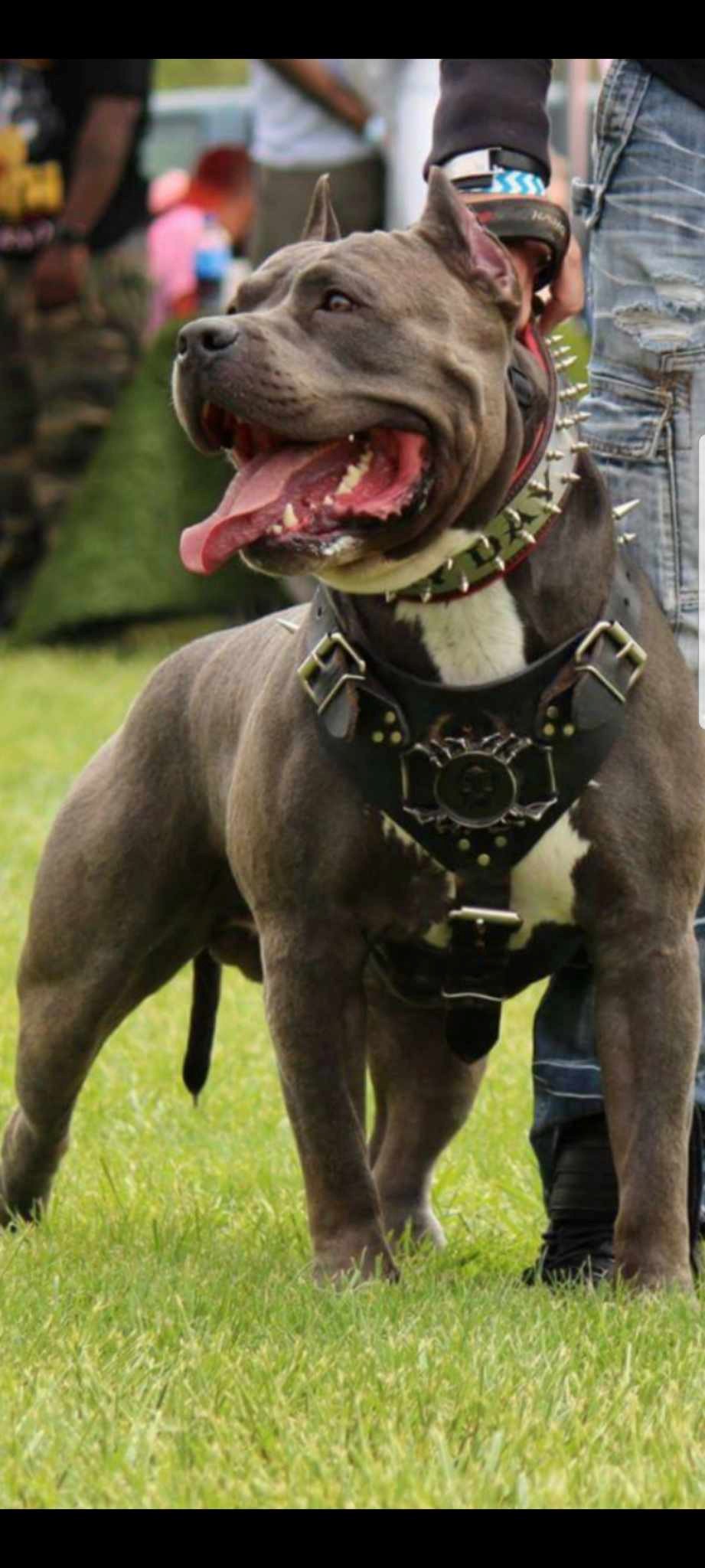 Dog Featured Image