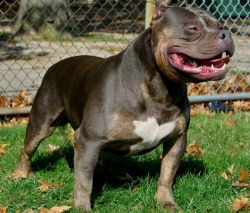 Dog Featured Image