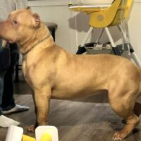 Viet Shark’s PHOENIX of BEDROCK BULLIES