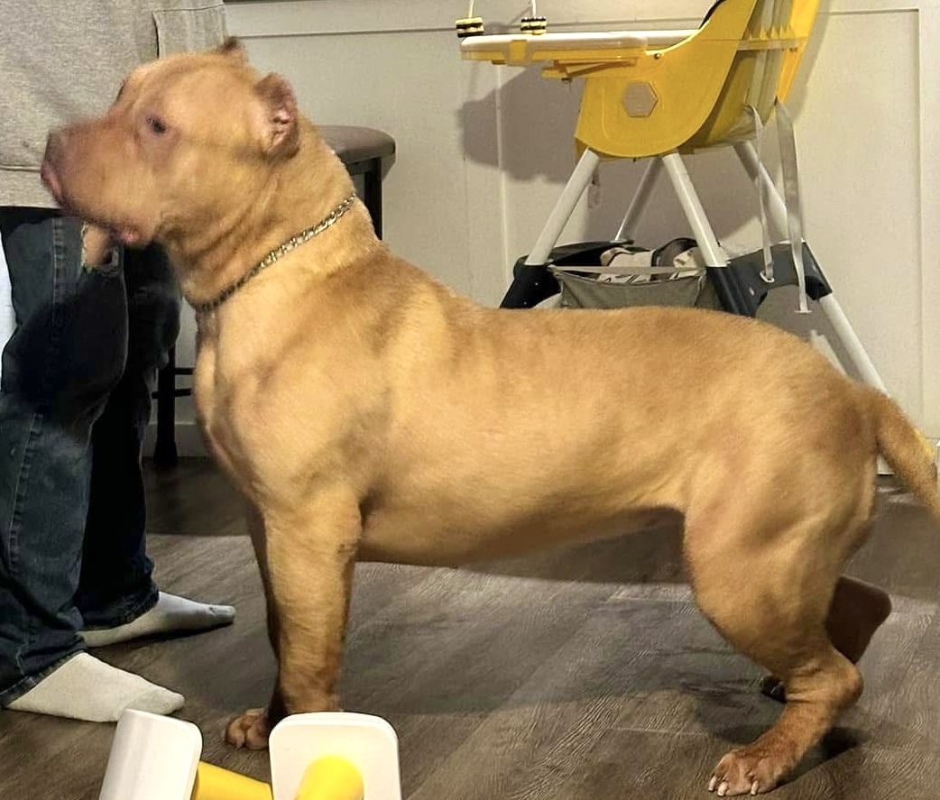 Dog Featured Image