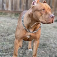 Dog Featured Image