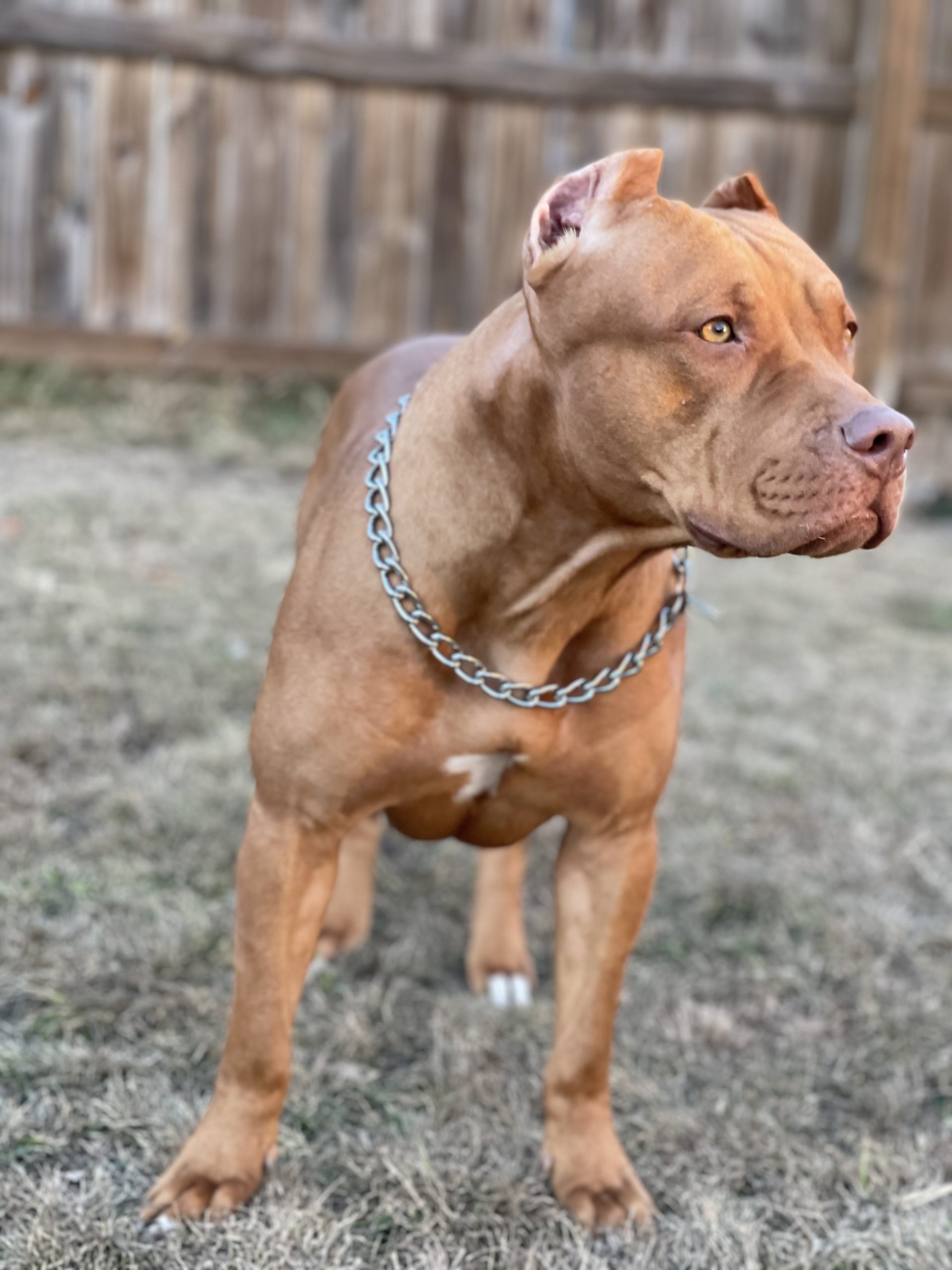 Dog Featured Image